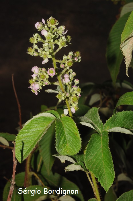 Rubus urticifolius