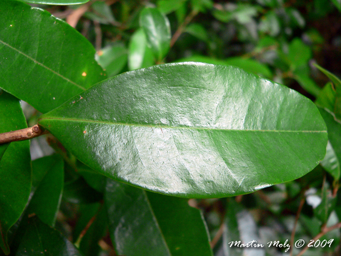 Myrcia tijucensis