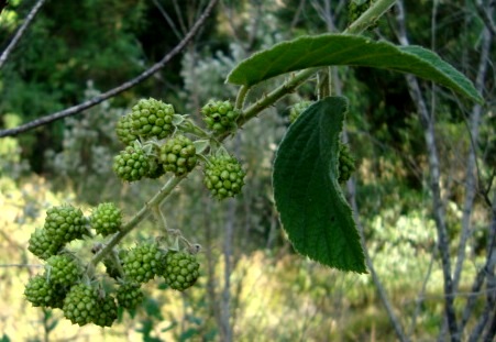 Rubus imperialis