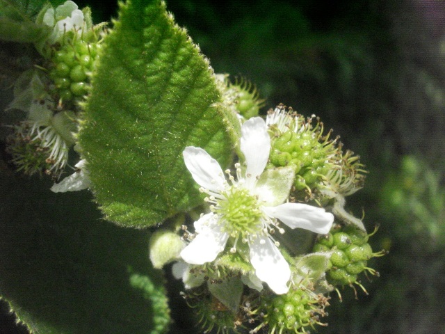 Rubus imperialis
