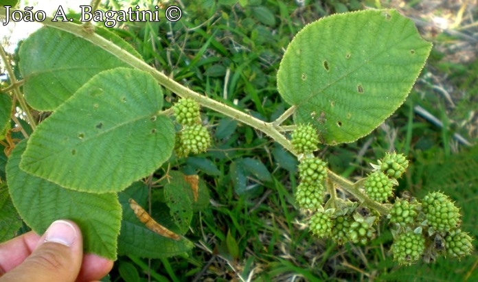 Rubus imperialis