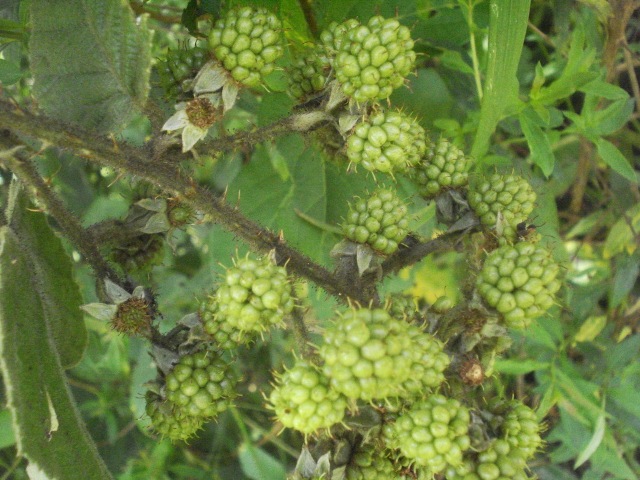 Rubus imperialis