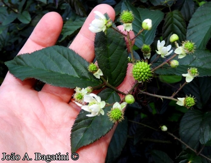 Rubus erythrocladus