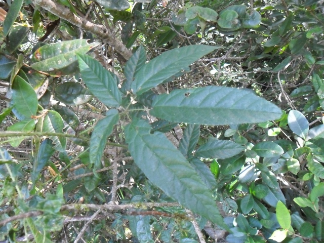 Rubus erythrocladus