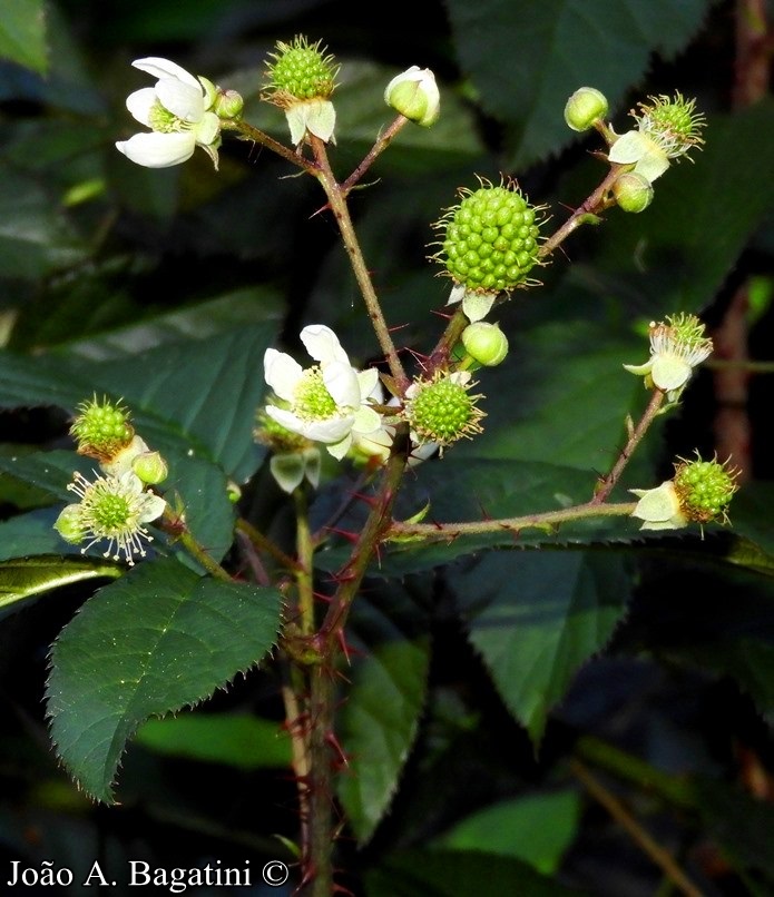 Rubus erythrocladus