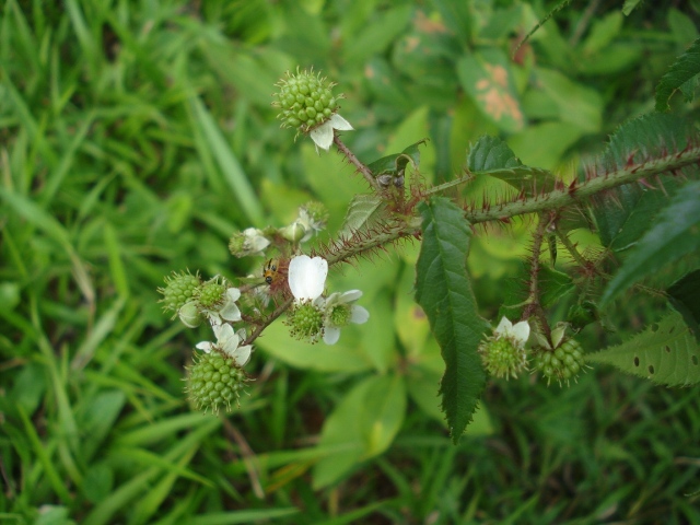 Rubus erythrocladus