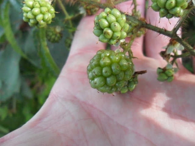 Rubus erythrocladus