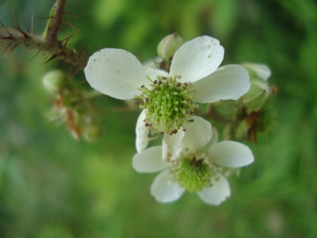 Rubus erythrocladus
