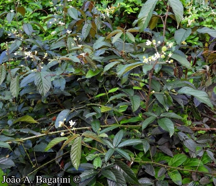 Rubus erythrocladus