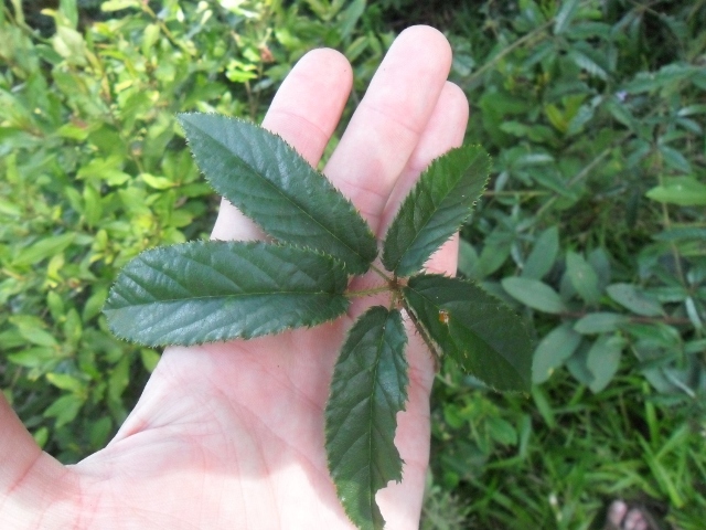 Rubus erythrocladus