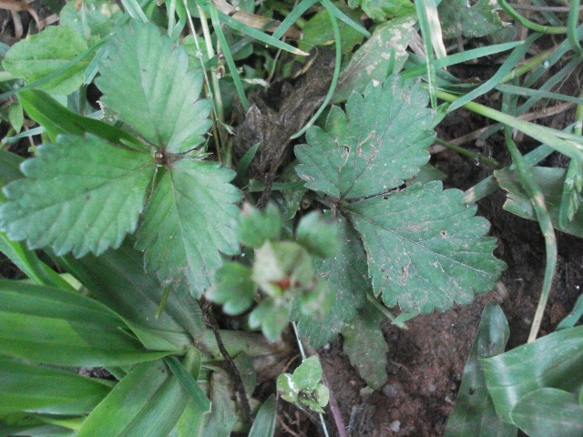 Potentilla indica