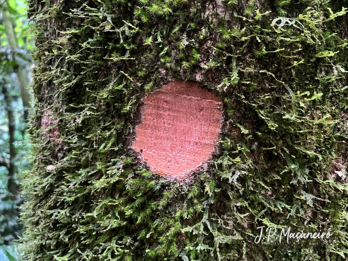 Cinnamomum glaziovii
