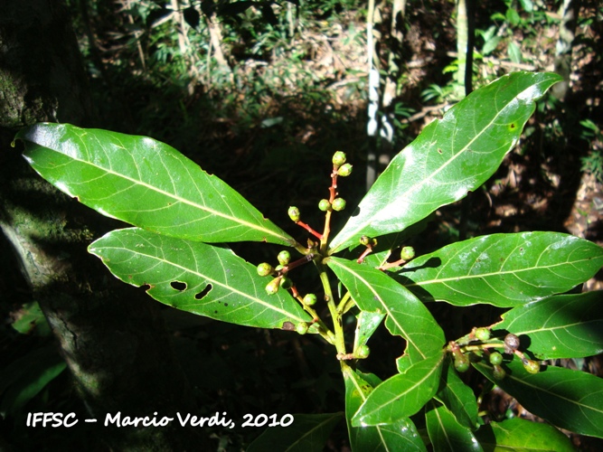 Ocotea glaziovii