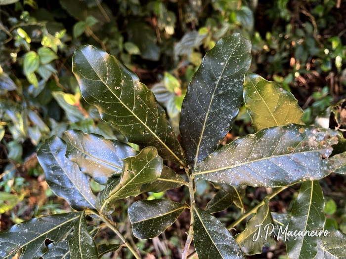 Ocotea glaziovii