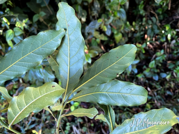 Ocotea glaziovii