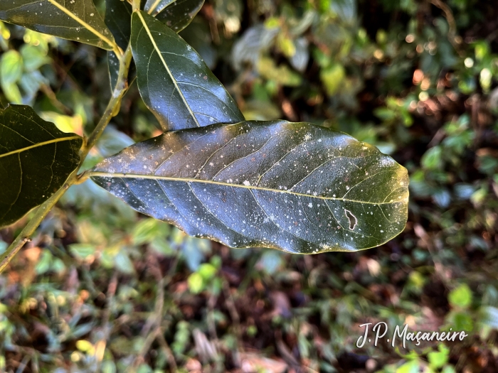 Ocotea glaziovii