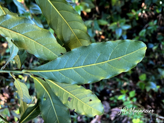 Ocotea glaziovii