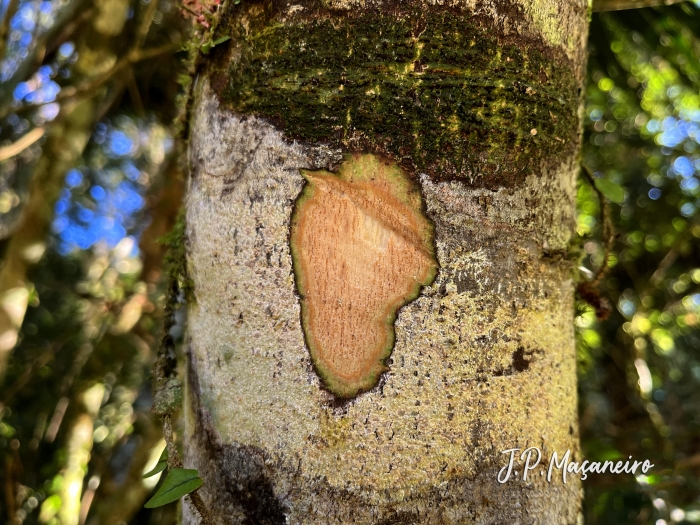 Ocotea glaziovii