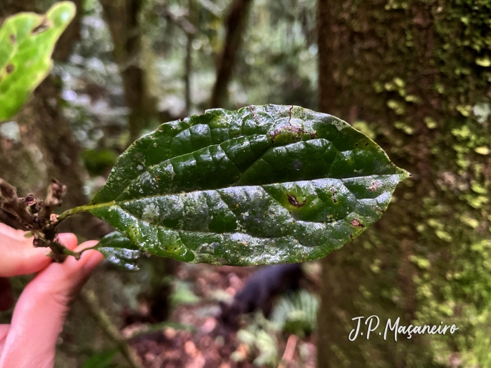Cinnamomum glaziovii