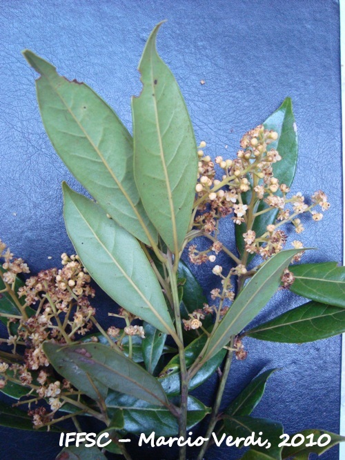 Ocotea pulchra