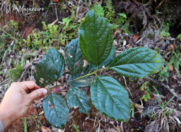 Cinnamomum glaziovii