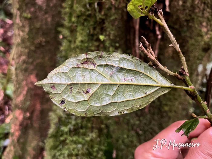 Cinnamomum glaziovii