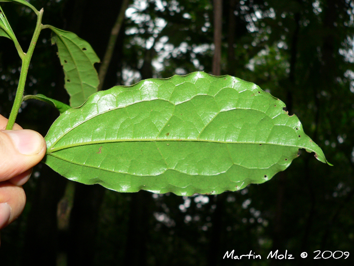 Cinnamomum pseudoglaziovii