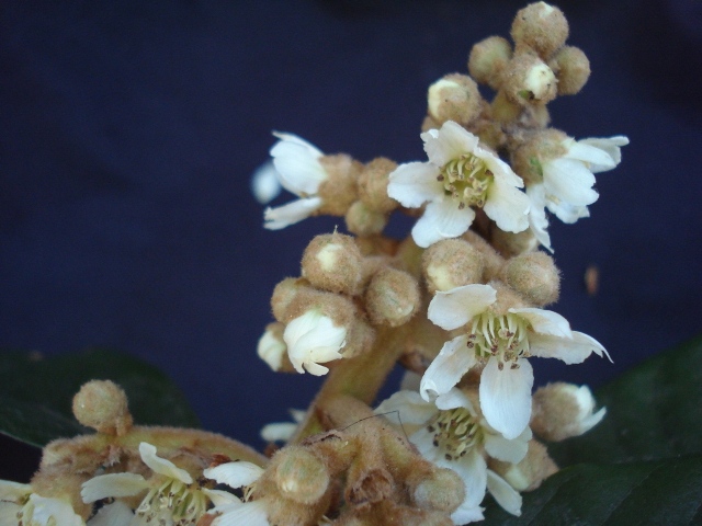 Eriobotrya japonica