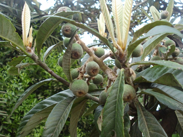 Eriobotrya japonica