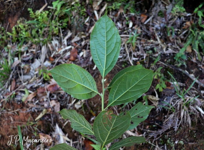 Cinnamomum glaziovii