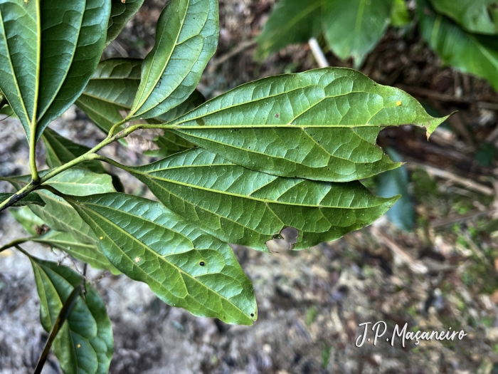 Cinnamomum glaziovii