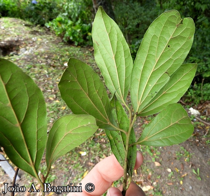 Cinnamomum glaziovii