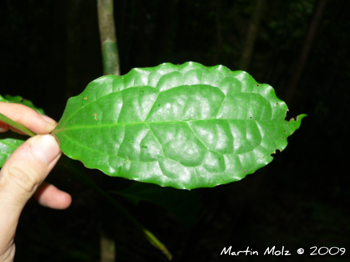 Cinnamomum pseudoglaziovii