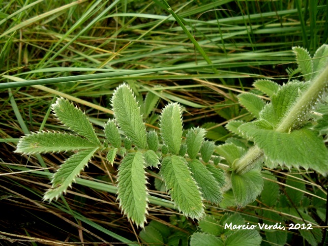 Agrimonia hirsuta