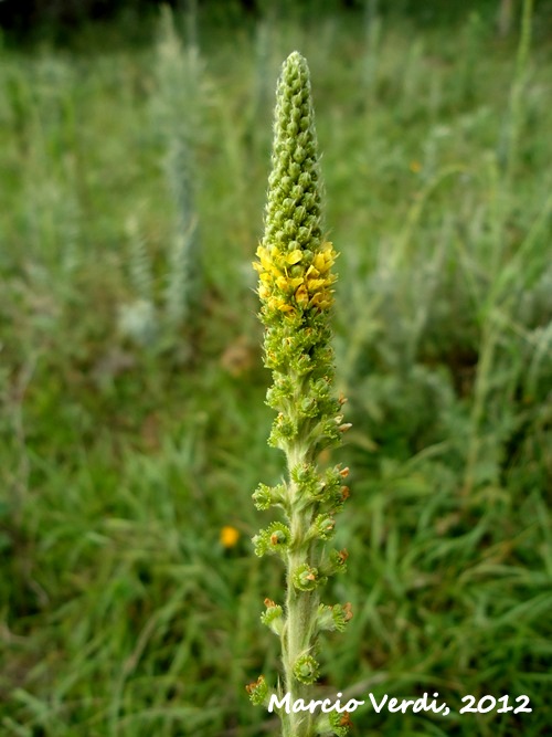 Agrimonia hirsuta