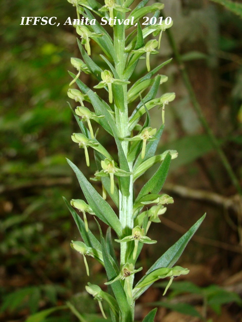 Habenaria josephensis