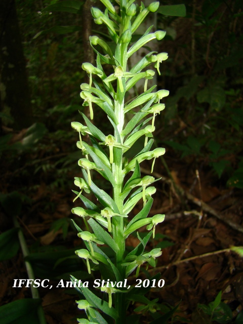 Habenaria josephensis