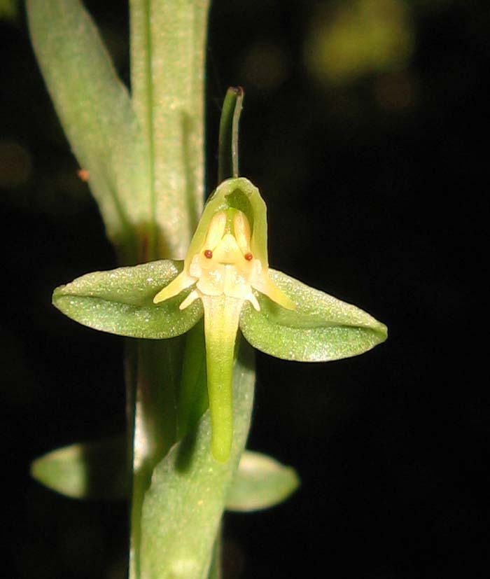 Habenaria josephensis