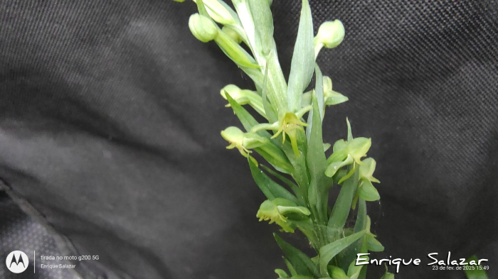 Habenaria josephensis