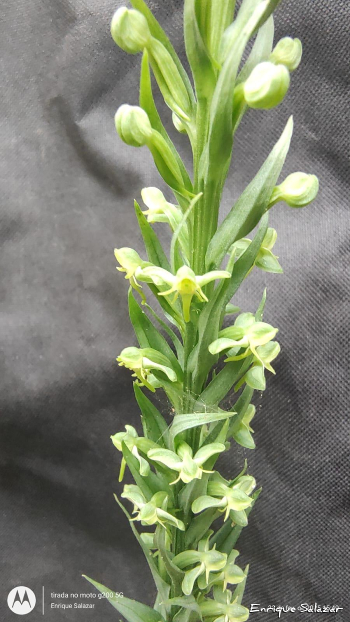 Habenaria josephensis