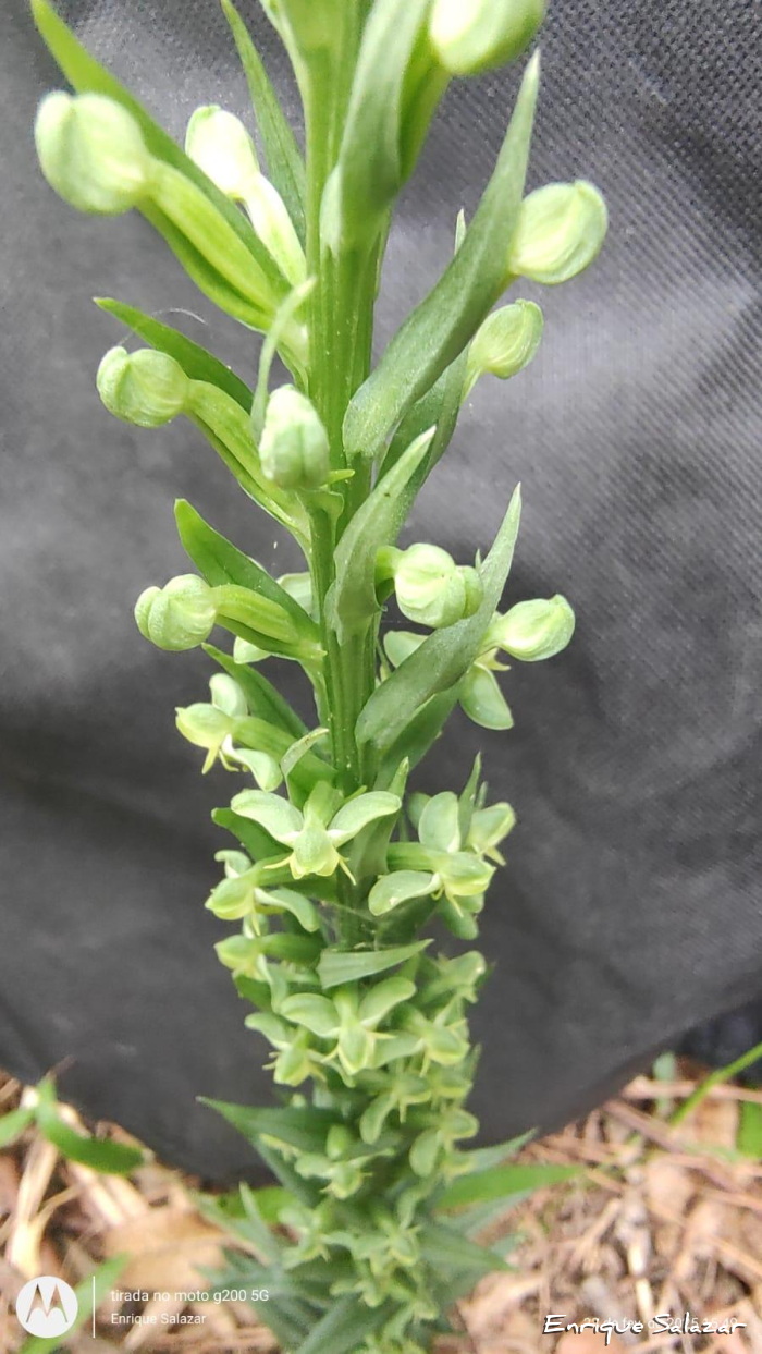 Habenaria josephensis