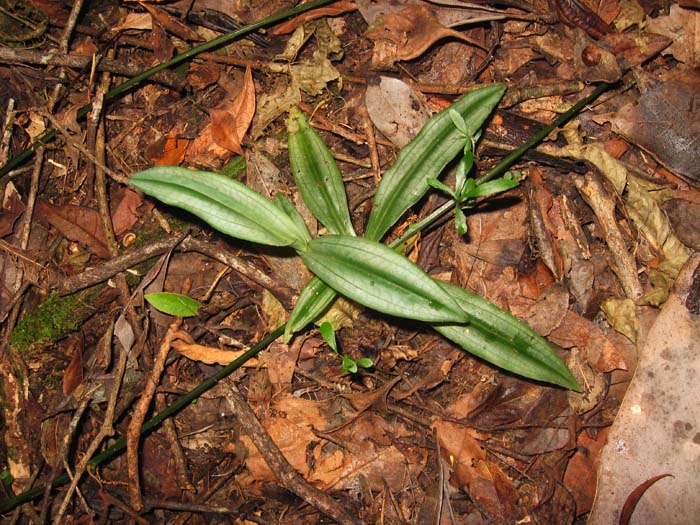 Habenaria josephensis