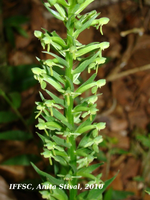 Habenaria josephensis