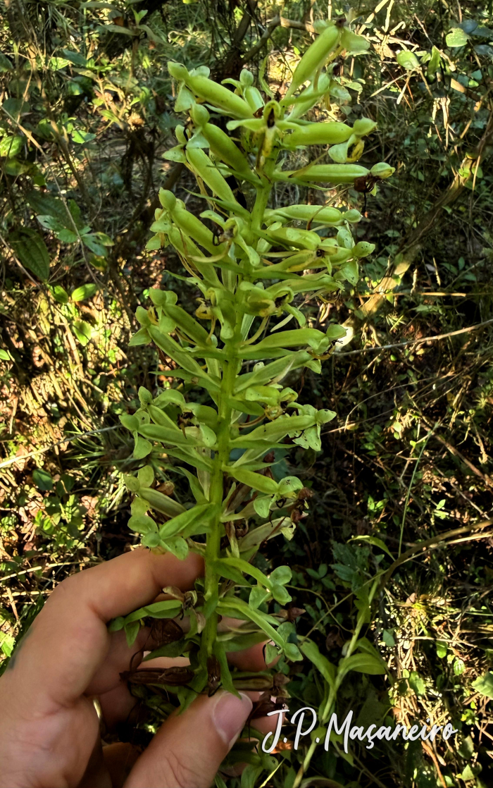 Habenaria josephensis