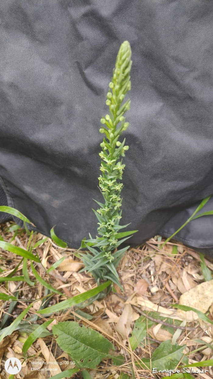 Habenaria josephensis