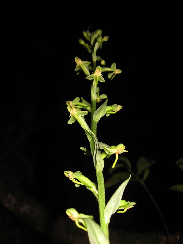 Habenaria josephensis