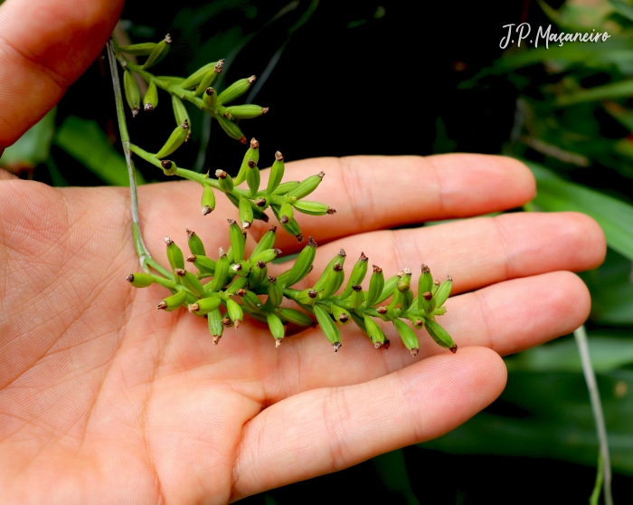 Polystachya concreta