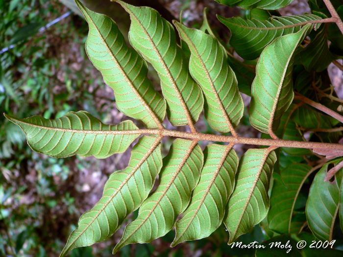 Trichilia lepidota