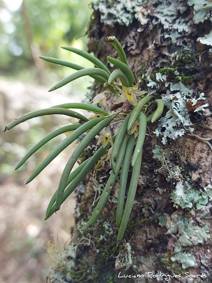 Octomeria chamaeleptotes