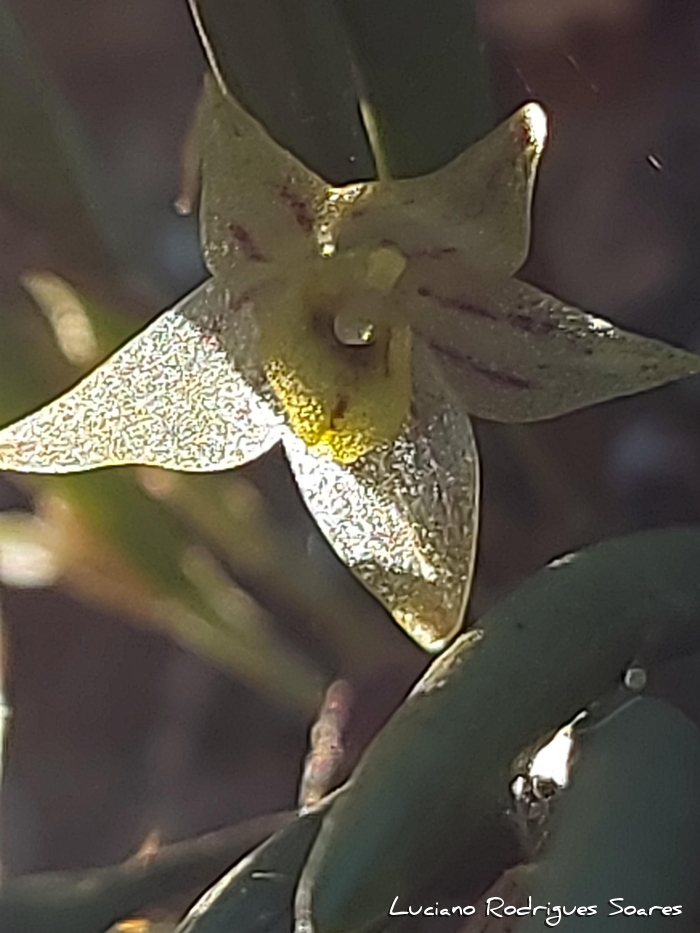 Octomeria chamaeleptotes